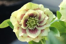 helleborus Hellebore