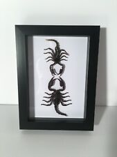 2 scorpions in box frame Taxidermy Insect Art