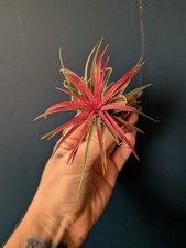 Tillandsia Ionantha Pink Air