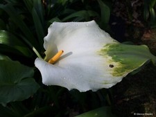 ZANTEDESCHIA AETHIOPICA GREEN GODDESS - 5 x seeds - arum lily, tropical
