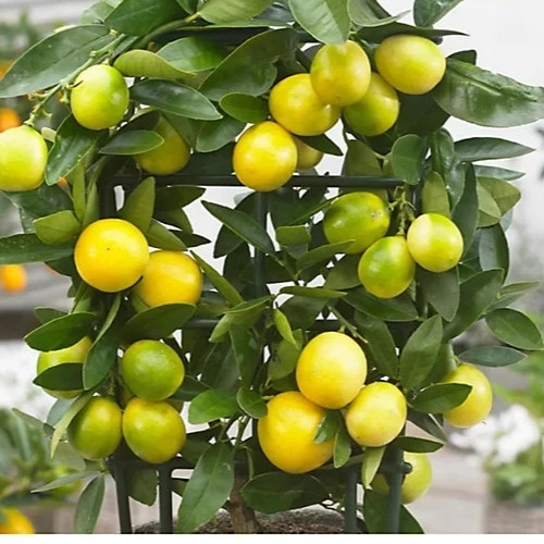 Limequat - (citrus, fruit)
