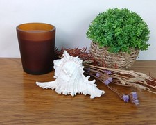 100% Genuine Creamy White