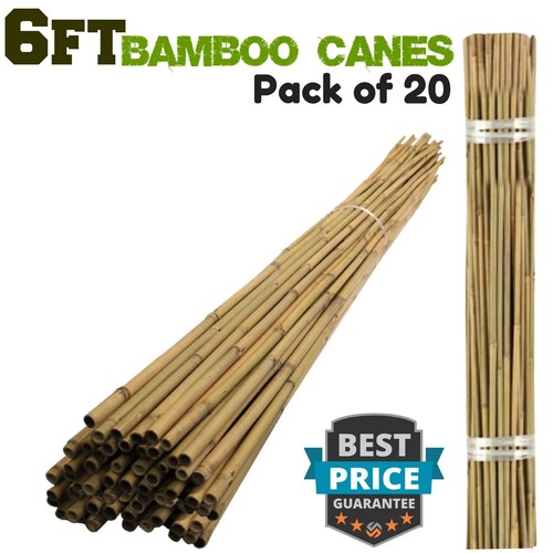 6ft thick bamboo canes heavy - thick,