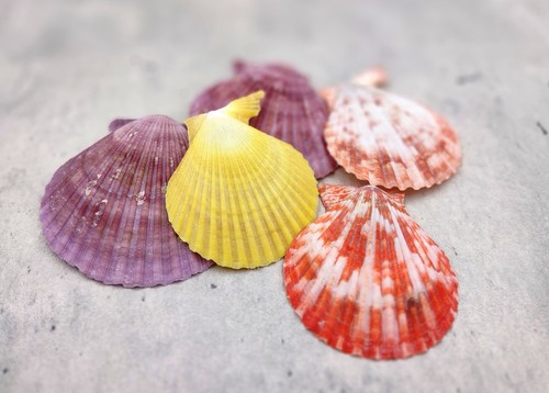 Scallop seashell halves red - scallop,