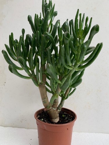 Money tree jade plant - money,
