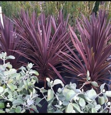 8000386 Cordyline Australis Red Gardenplants Red Ornamental Grass 3 Seeds