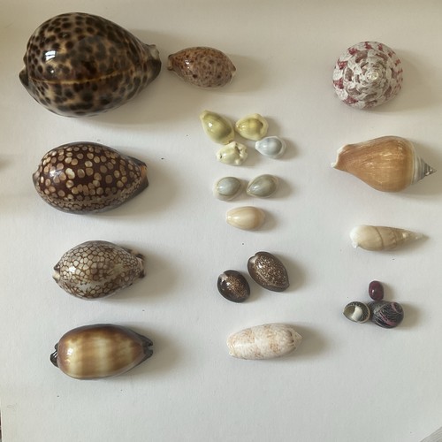 Cowrie shells collection - cowrie,