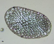 Antique microscope slide by C.M.Topping. "Trans section. Hair of Elephant".