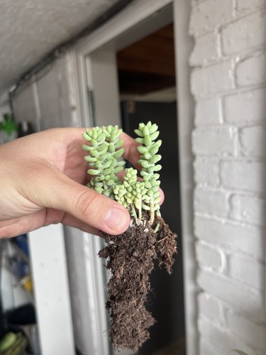 Sedum burrito burro tail or - burro's,