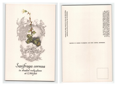 Postcard botanical - -,