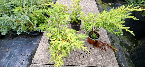 Juniper limelight plant - limelight,