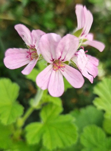 Pelargonium scented geranium - scented,