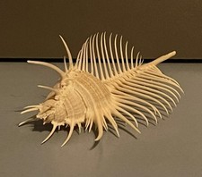 Venus Comb Murex Shell, Murex Pecten, 14cm, Vintage.