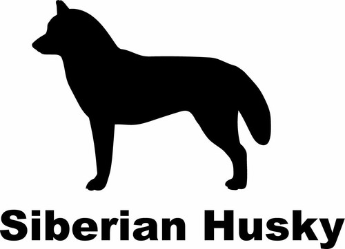 Siberian husky - siberian,