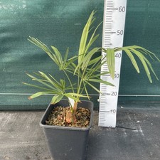 Trachycarpus wagnerianus x