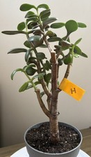 Crassula Ovata Jade Succulent