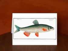 Nase-Carp (Cyprinus Nasus) by