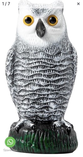 Pigeon deterrent owl - owl, to