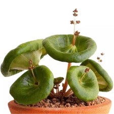 3CM Succulent Cactus Plant Crassula Umbella Wine Cup Crassulaceae Home Garden