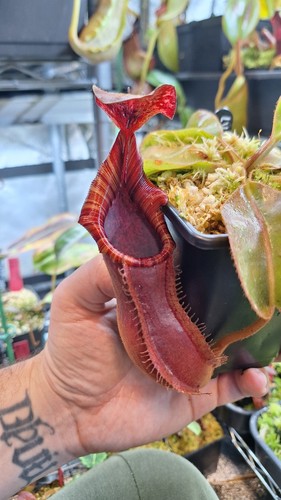 Nepenthes lvb veitchii bario - nepenthes, x