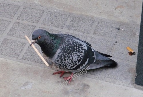 Photo 6x4 pigeon new - photo,