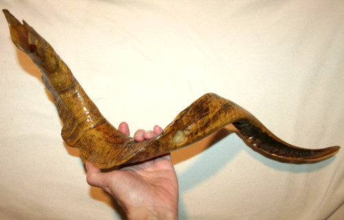 Vintage taxidermy ram horn - vintage,