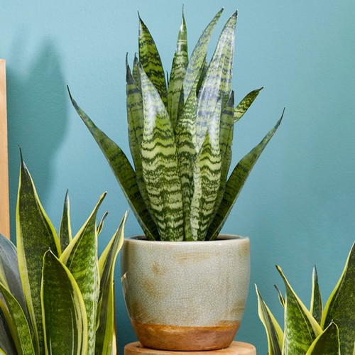 40cm potted sansevieria - 30-40cm,