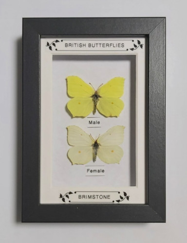 Taxidermy real framed insects - taxidermy,