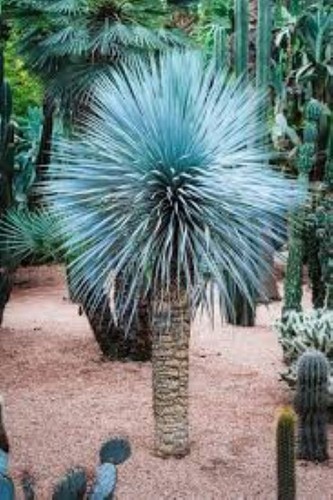 Yucca rostrata fresh seeds - 20,