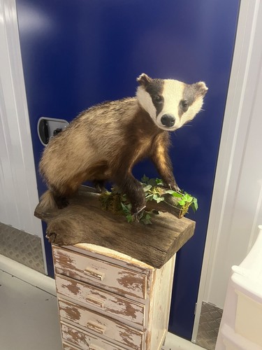 Taxidermy badger beautiful - taxidermy,