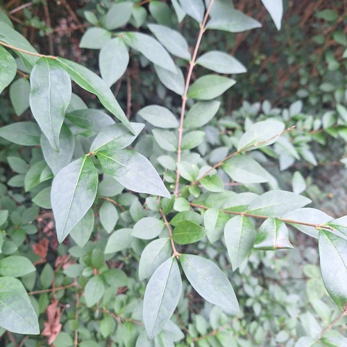 Stick leaf insect food - food, - 