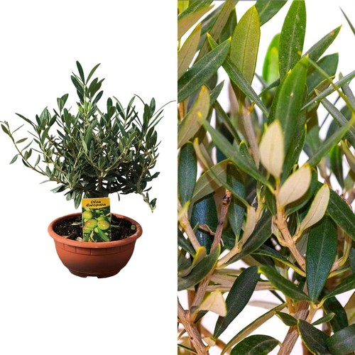 Mediterranean olive bonsai - mediterranean,