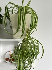 Spider Plant Chlorophytum With