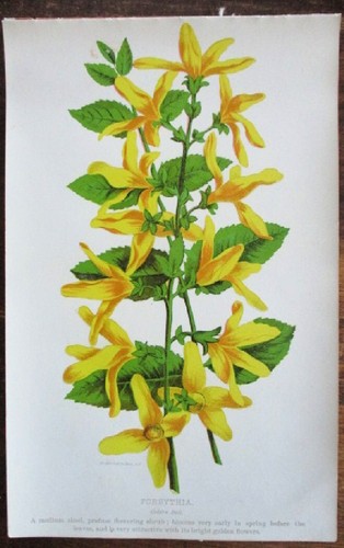 Vtg print forsythia white - print,, forsythia,