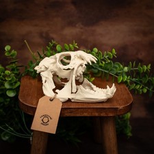 Atlantic Wolffish Skull