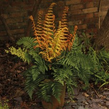Dryopteris Hardy Perennial