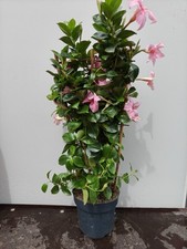 Mandevilla pink tropical - 2l,