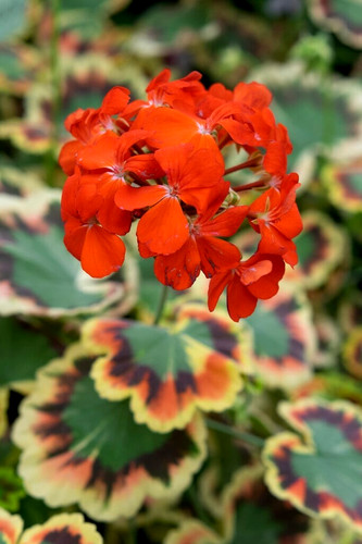 Lrg geranium variegated - lrg,