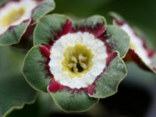 Primula auricula minley - primula,