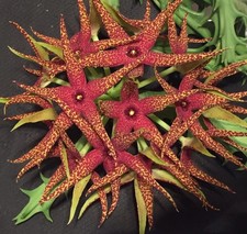 Orbea lutea ssp. vaga