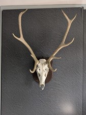 Red Deer Skull With Antlers