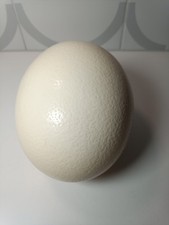 1 X Blown Out Ostrich Egg