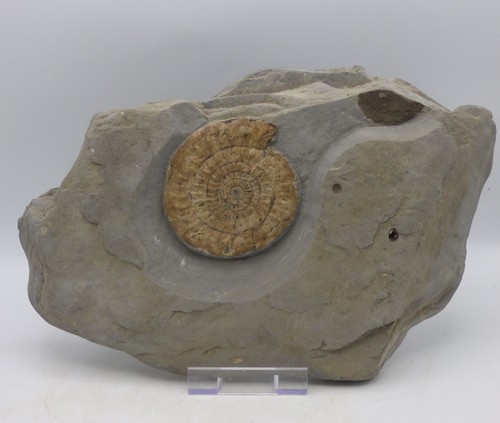 Jurassic coast fossil ammonite - jurassic,