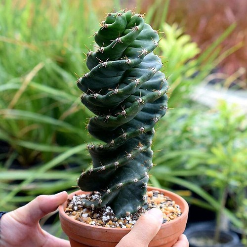 15cm succulent cactus - 12-15cm,