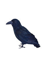 Raven Black Feather Halloween