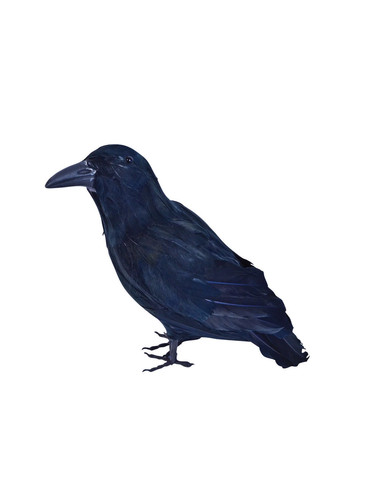 Raven black feather - feather, halloween
