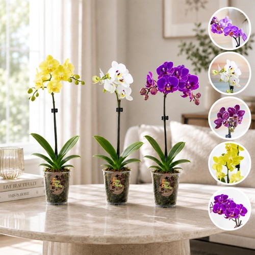 Live plant phalaenopsis moth - plant,