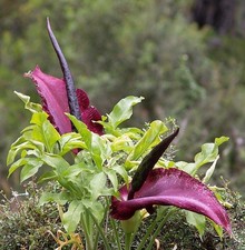 Dracunculus Vulgaris Dragon