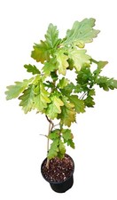 Oak Tree Sapling in Pot