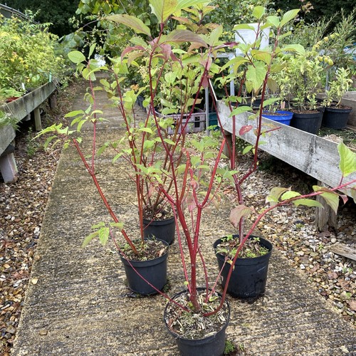 Cornus alba sibirica - 4, red